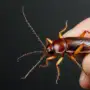 Will Pest Control Get Rid of Cockroaches? (Real Talk for 2025)