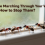 Are Ants Marching Through Your Windows? Here’s How to Stop Them!