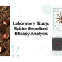 Natural Spider Repellents: Do Chestnuts or Peppermint Oil Actually Work
